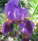 Iris - Vilkdalgis - Iris hibrida